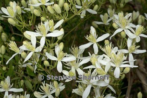 clematis viticella 2 graphic